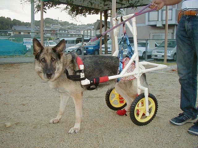 犬 車椅子