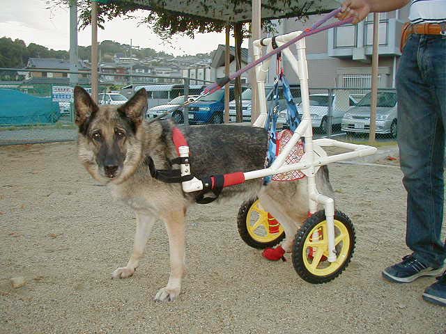 犬の車椅子 Diy Life イレクターで できるワクワクを