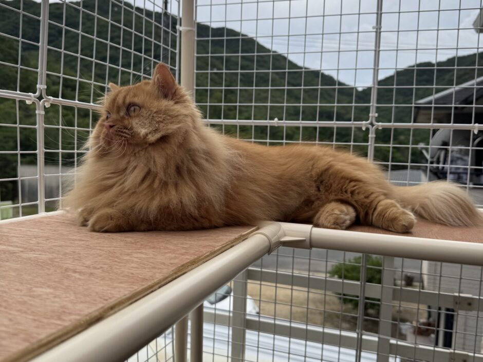 猫ちゃんが喜ぶキャティオ その1